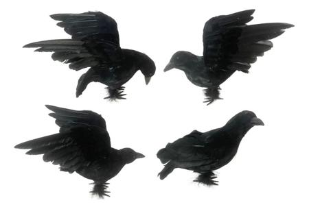 Crows
