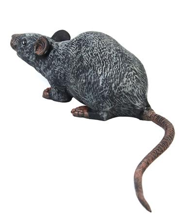 Rat