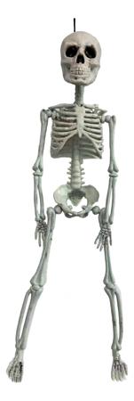 Skeleton
